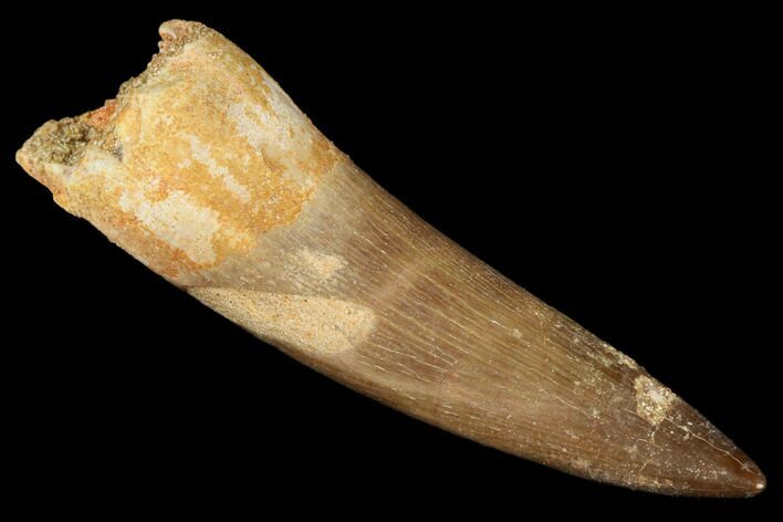 Fossil Plesiosaur (Zarafasaura) Tooth - Morocco #176900